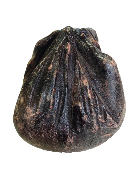 Encens Sang de Dragon – Résine Puissante de Protection