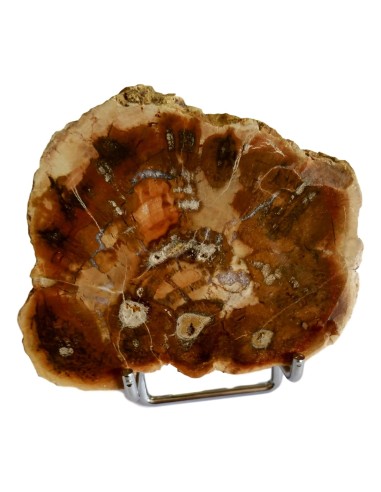 Photo de Tranche de bois fossilisé - Encens.fr - Boutique ésotérique en ligne - vente de Tranche de bois fossilisé