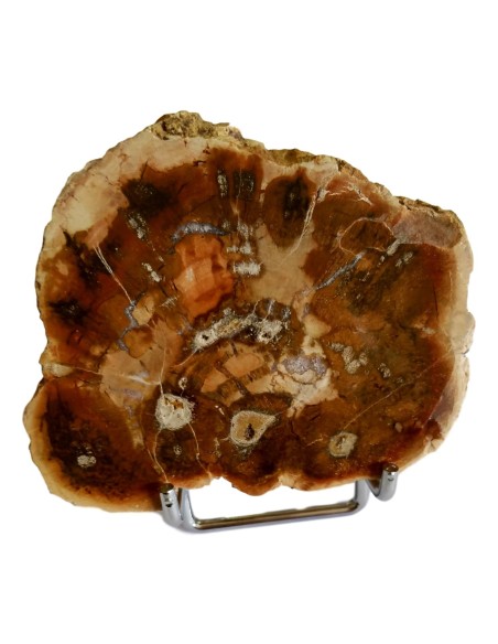 Photo de Tranche de bois fossilisé - Encens.fr - Boutique ésotérique en ligne - vente de Tranche de bois fossilisé