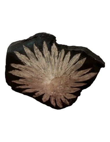 Photo de La pierre chrysanthème - Encens.fr - Boutique ésotérique en ligne - vente de La pierre chrysanthème