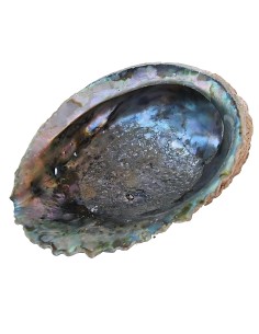 Photo de Coquille d'Abalone - Encens.fr - Boutique ésotérique en ligne - vente de Coquille d'Abalone