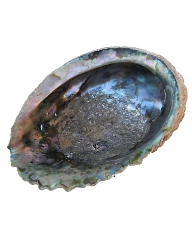 Photo de Coquille d'Abalone - Encens.fr - Boutique ésotérique en ligne - vente de Coquille d'Abalone